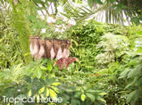 The Tropical House at the Straffan Butterfly Farm