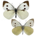 Large White Butterflies