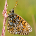 Pearl Bordered Fritillary Butterfly