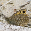 Wall Brown Butterfly