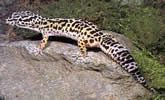 Larry the Leopard Gecko