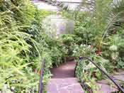 View from the bridge in the Tropical House